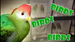 Aviary birds vogelmarkt Zwolle 2016 bird market [upl. by Rimidalg]