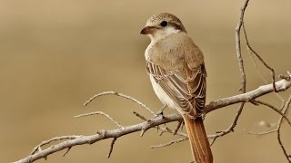 Isabelline shrike  Lanius isabellinus  Ξανθοκεφαλάς  Cyprus [upl. by Goldstein]