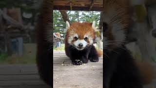 Too Cute Red Pandas Enjoying Their Meal [upl. by Ekrub]