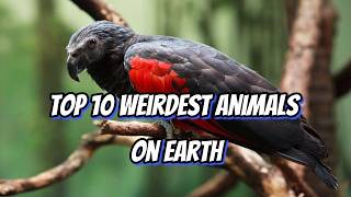 Top 10 Weirdest Animals on Earth  Unique Wildlife Wonders topdecade top10 [upl. by Langill]