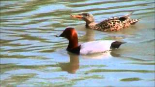 Common Pochard [upl. by Allain]