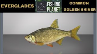 Fishing Planet EVERGLADES GOLDEN SHINER common [upl. by Aniraad]