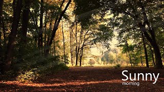 Sunny morning nature ASMR forest ambiance nature white noise sunrise [upl. by Haim]