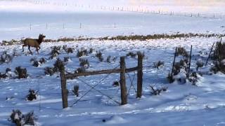 Jicarilla Apache Reservation Elk Crossing [upl. by Brunhilde]