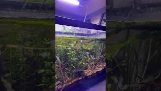 Brine Shrimp Dinner zebradanios brineshrimp fish aquarium plantedtank liveplants animals [upl. by Eittam]