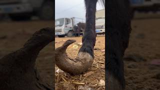 Poor Donkeys Hooves Hasnt been trimmed for 7 years😱😱 animalsdonkey hoof incredible [upl. by Ennayllek]