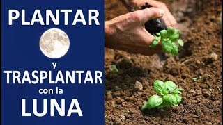 Plantar y trasplantar con la Luna [upl. by Ignatzia621]