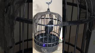 Animated Lighted Talking RAVEN IN CAGE Halloween Decor Pumpkin Hollow Pan Asian Creations [upl. by Ahsiela]