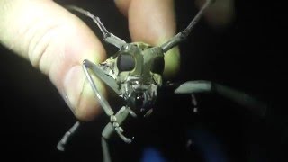 Angry Longhorn Beetle [upl. by Anagnos]