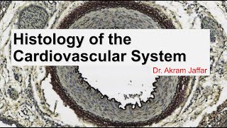 Histology of the cardiovascular system [upl. by Assirak]