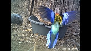 Eastern Rosellas and Pale Headed Rosellas [upl. by Dieball]