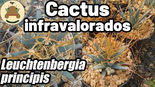 Los cactus más infravalorados Episodio 01 Leuchtenbergia principis [upl. by Edals]