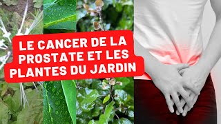 Jardin Créole et Santé Masculine  Les Plantes qui Combattent le Cancer de la Prostate [upl. by Eppesuig802]