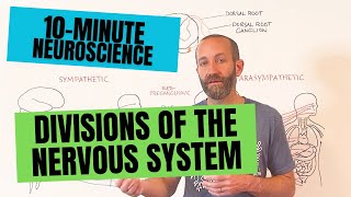 10Minute Neuroscience Divisions of the Nervous System [upl. by Nairadal]