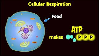 Glycolysis and Exploding Sugar Demo [upl. by Sayles]