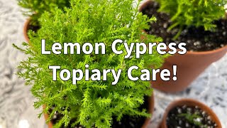 Lemon Cypress Tree Topiary Care and New Tips [upl. by Boutis]