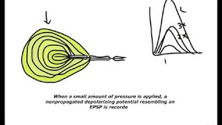 Generator potentials vs Action potentials in sensory receptor and Node of ranvier [upl. by Tanner]