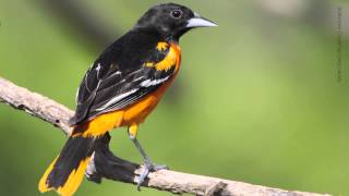 Baltimore Oriole [upl. by Willow590]