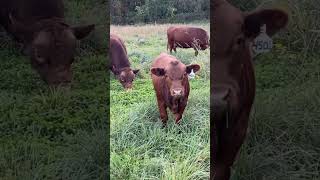 Praise the Lord for all his blessings cows are doing great hallelujah cow rotationalgrazing [upl. by Gottuard664]