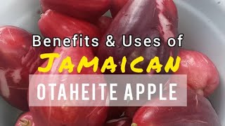 Amazing Benefits amp Uses of Otaheite Apples pt 2  Jamaican Fruits🇯🇲 [upl. by Harmonie87]