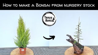 How to make Bonsai from Nursery Stock lemon cypress wilma [upl. by Lynelle672]