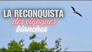 Les cigognes blanches à la reconquête des territoires de France [upl. by Riorsson]