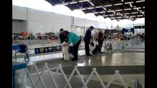 Dallas Texas Akc Old English Sheepdogs Akc Dog Show [upl. by Athalee]