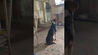 Cachorro assistindo televisão cachorro [upl. by Lola654]