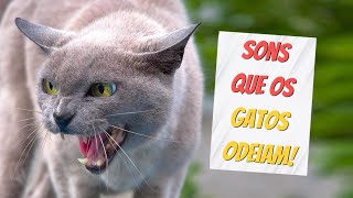 Sons para gatos [upl. by Clemmie]