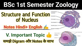 Structure and Function of Nucleus in eukaryotes bsc 1st Semester Zoologystructure of nucleus hindi [upl. by Oiciruam]