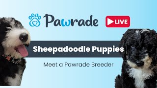 Sheepadoodle Puppies playing on PawradeLIVE Stream Sheepadoodle Breeder Information [upl. by Conant]