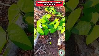 Pertumbuhan Mucuna bracteata Lokal Umur 2 Bulan [upl. by Yelehsa]