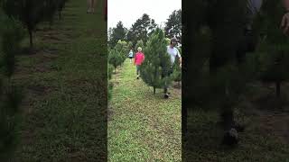 Christmas tree farm [upl. by Adnuahsor196]