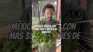 plantbased vegan vegetarian vegetales quelites quelitesmexicanos verdolaga mexico recetas [upl. by Anilemrac511]