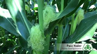 Corn Plant Pollination [upl. by Affay]