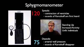 AP Biology Lab 10 Physiology of the Circulatory System [upl. by Heimer]