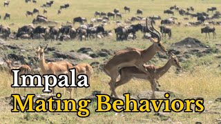 Surprising Facts About Impalas Mating Behaviors  Aepyceros melampus Real Mating Footages [upl. by Quickman]