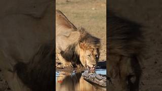 Lion vs Alligator an epic fight shorts [upl. by Gerardo]