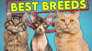 These Are The Best and Worst Cat Breeds For First Time Owners  Updated [upl. by Enelra]