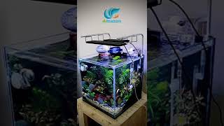 Day 6  Cube tank 30cm aquascape aquascapeindonesia aquascaper fishlover ikanhias nanotank [upl. by Nerej]