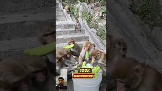 manky hangry food gift all manky🤡🤡🤡😁😁monkey monkey video monkey shorts video entertainment funn [upl. by Yesnel]