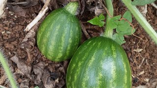 não pode faltar nessa fase cálcio boro nitrato de cálcio sulfato de magnésio cloreto de potássio 🍉 [upl. by Grunberg976]