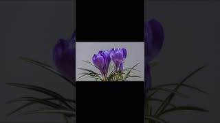 Crocus BlossomsTime LapseBlooming [upl. by Lotta665]