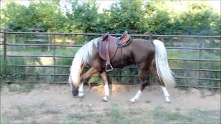 Golden Bronze Palomino Tennessee Walking Horse Stallion [upl. by Lalise476]