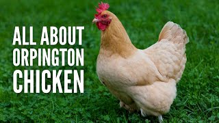 Orpington Chickens Breed Profile Facts and Care [upl. by Farrell]