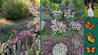 Monarch Magnets  Meadow Liatris and planting new Steel the Show Sedums  Serenity Now Garden [upl. by Minne]