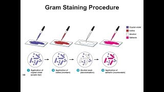 GRAM STAINING [upl. by Khalil424]