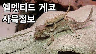 헬멧티드 게코 사육정보 Helmeted Gecko Tarentola chazaliae [upl. by Netaf975]