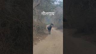 Biggest Nilgai At Sariska sariska safari viralvideo nilgai antelopes animals misty fighting [upl. by Primrose313]