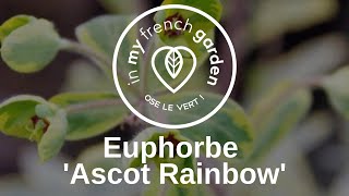 Euphorbe Ascot Rainbow [upl. by Ettevy]